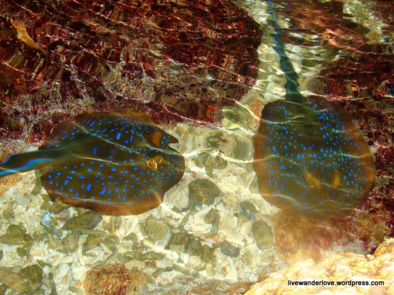 blue-spotted sting rays